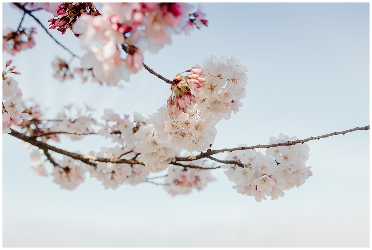 spring blossom family pictures at Grand Avenue, Everett Washington + Snohomish Family Photographer